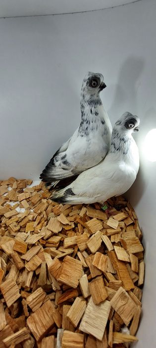 Szek, szeki. Krotkodzioby polski