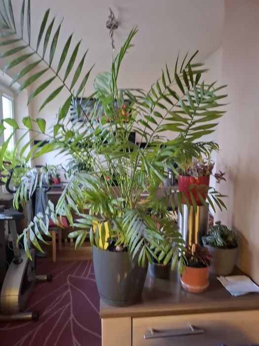 Kwiat palma doniczkowa