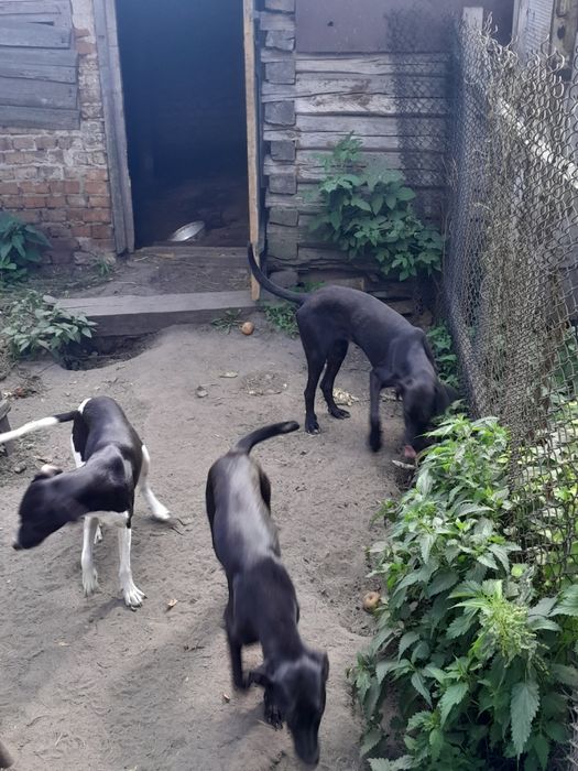 Щенята 4 дівчинки