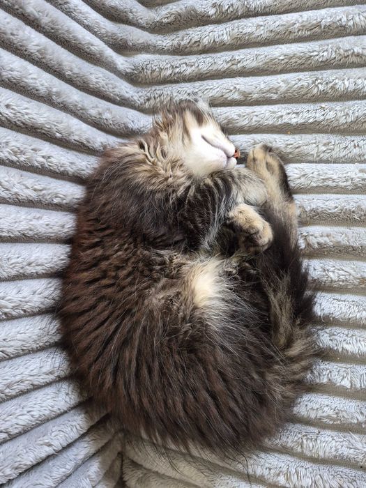 Jagna Kotka Maine Coon