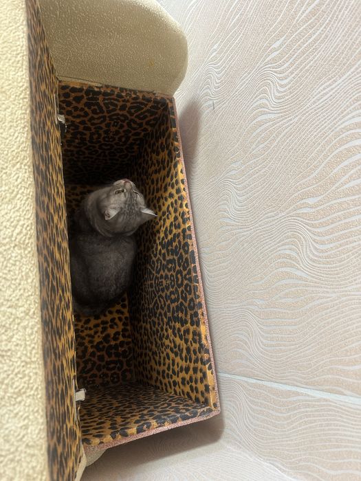 Дитячий розкладний диван