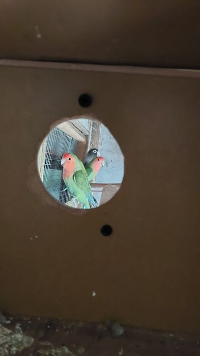 Sprzedam nierozłączki