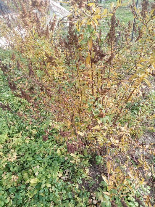 Вейгела саджанці з гарною кореневою системою