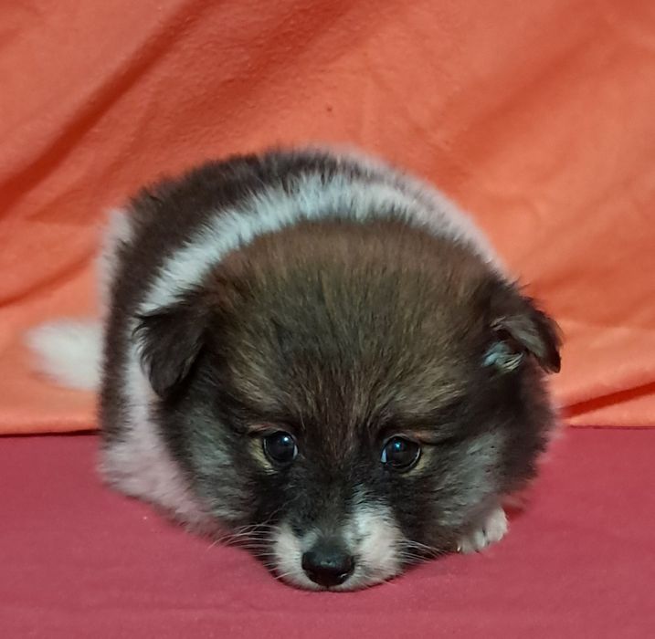 Spitz alemão anão [ lulu da promerania]