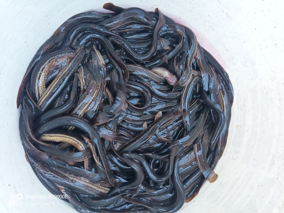 В'юн зарибок для водойм