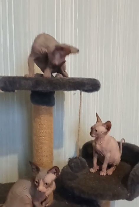 Кошенята канадськрго сфінкса