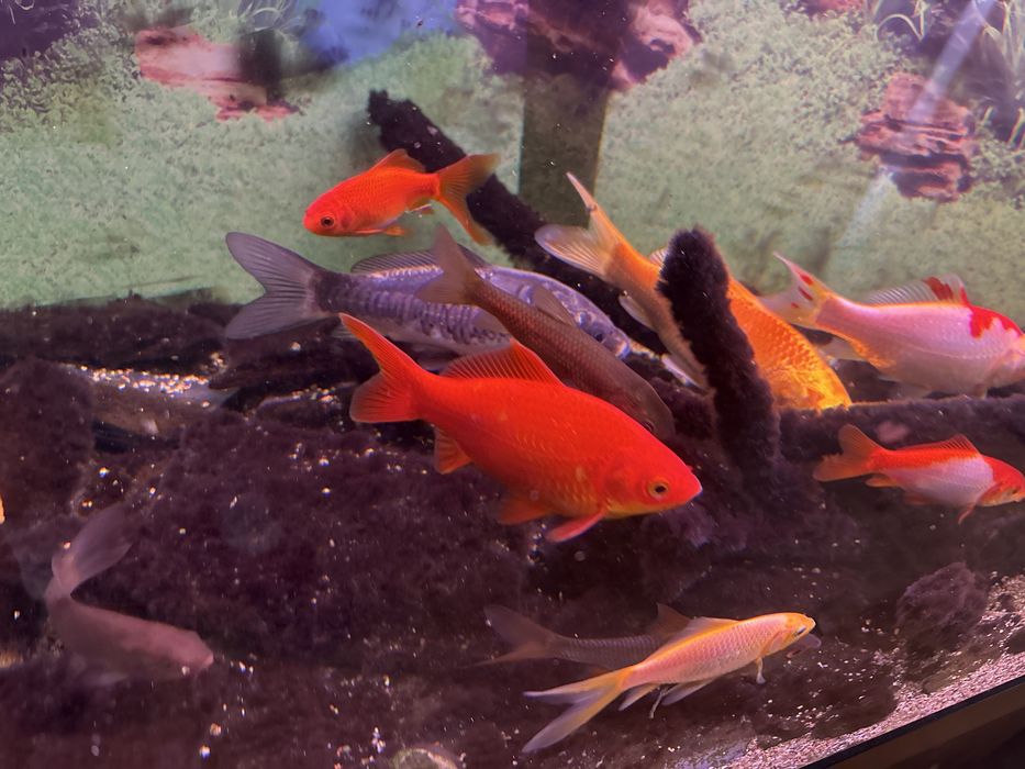Ryby Karaś koi Karp Koi Amur Lin kirys