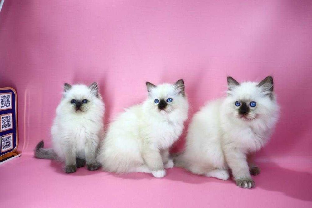 Коли вдома є регдолл — там завжди тепло