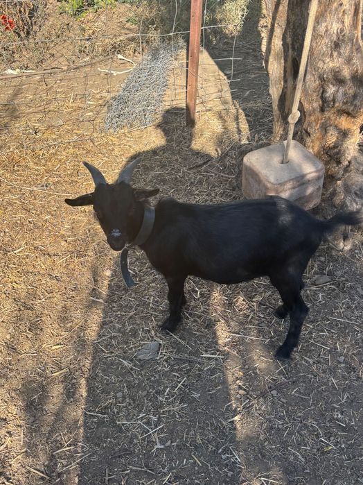 Cabrito anão com 7 meses