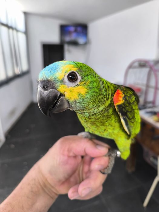 Papagaio Amazona aestiva