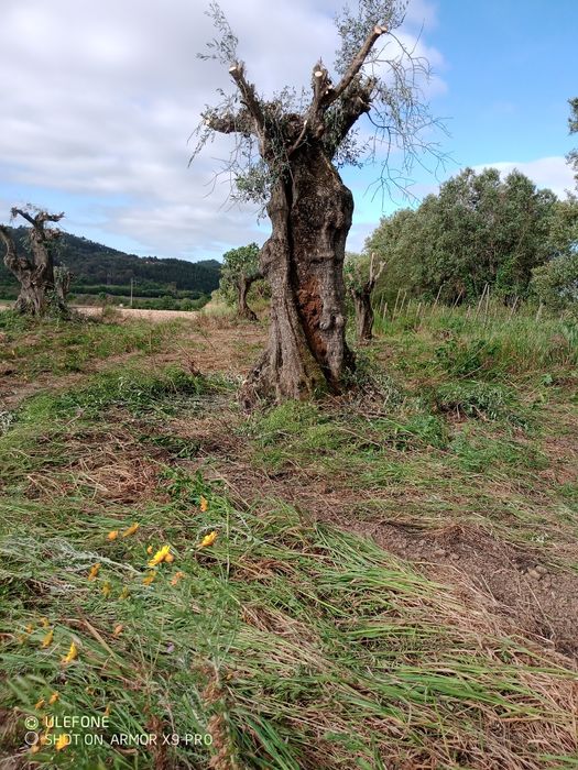 Oliveiras centenarias