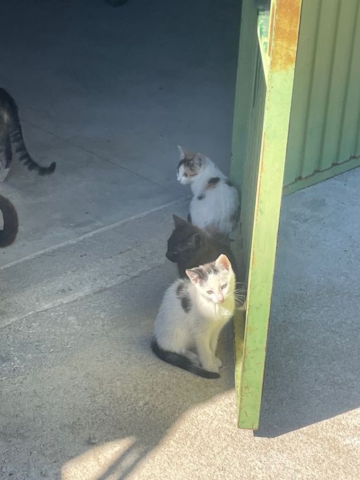 Gatos para adoção