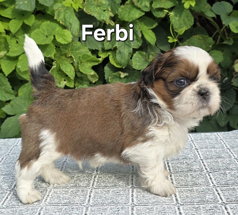 Piesek Shih tzu ZKWP