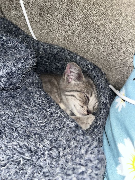 тварини маленький котик