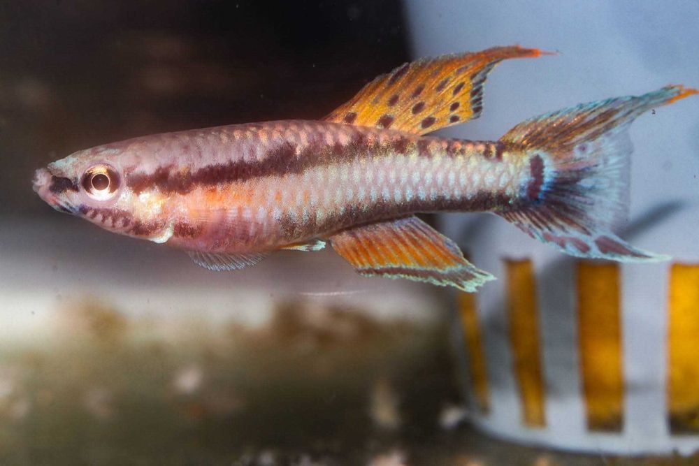 Chromaphyosemion bivittatum "Fungé"