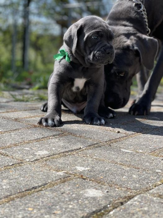 Cane corso Italiano-від розплідника