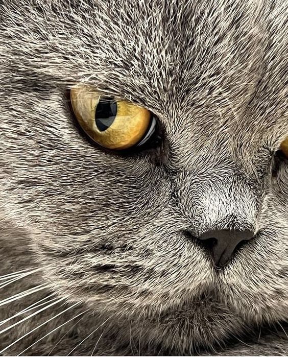 Шотландський прямоухий кіт для в’язки чекає на побачення