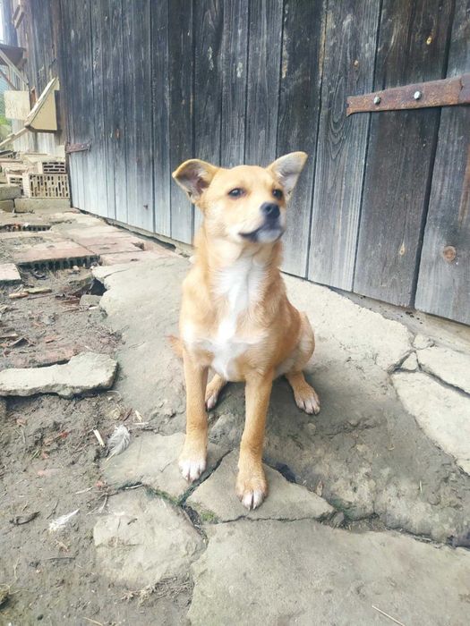 Oddam małą suczkę