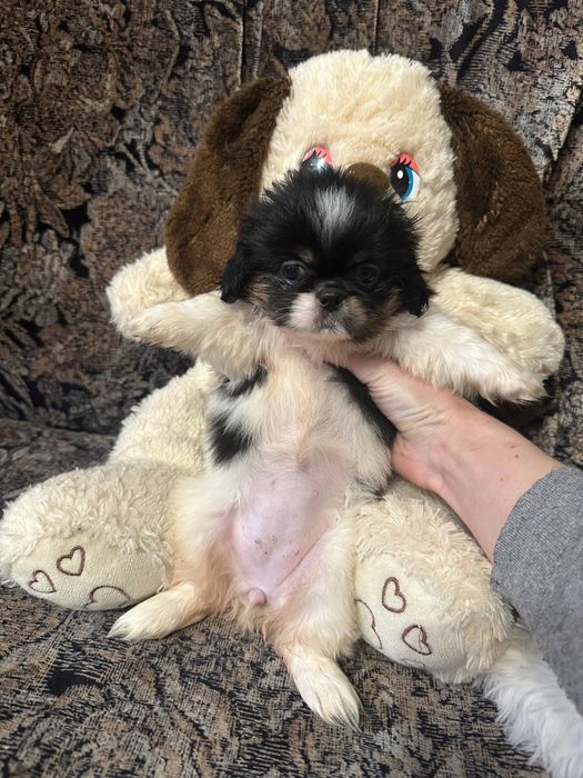Пекінес дівчинка трьохкольорова красуня