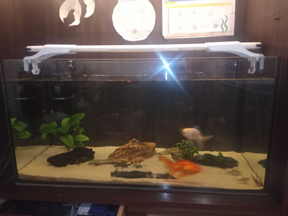 Akwarium 112 litrów bez pokrywy stan bardzo dobry