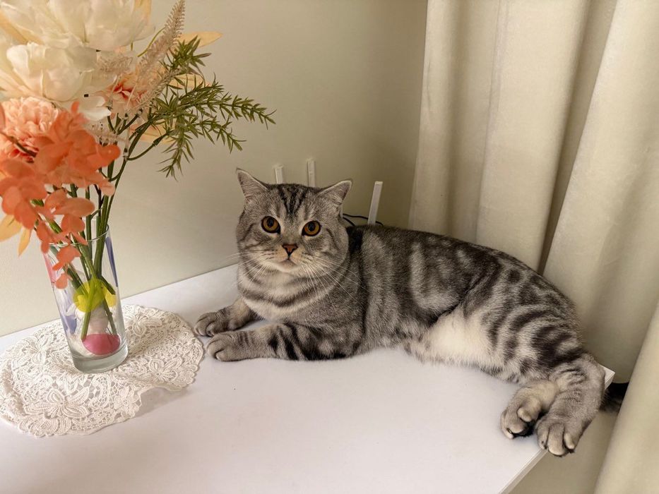 Чистокровний шотландець шукає наречену