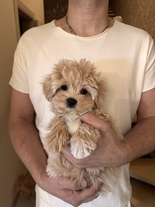 Хлопчик мальтіпу міні ф1, maltipoo mini male f1, мальтипу мальчик мини