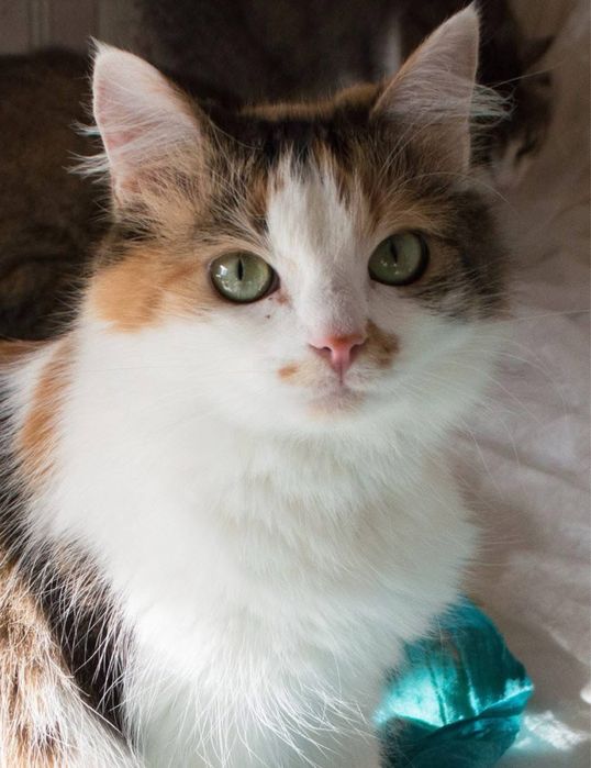 Гарна пухнаста кішечка в добрі руки!