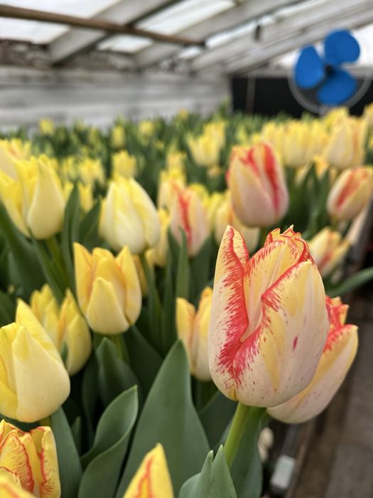 Продам тюльпан опт и розница.