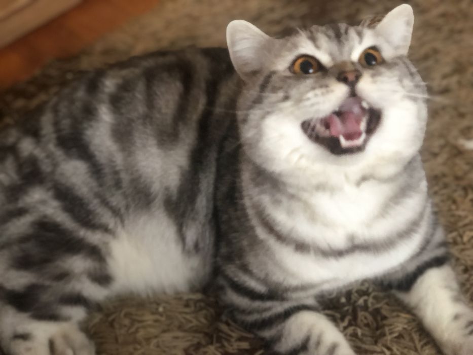 Вязка шотландський  мраморний котик