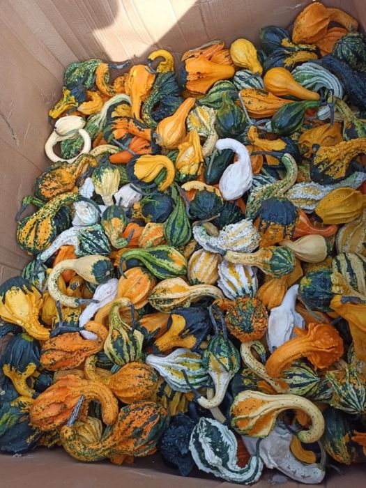 Seradela.nostrzyk.łubin.żyto jare.facelia.rzodkiew.gryka..pszenzyto ja