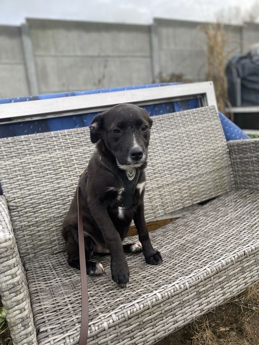 Suczka w typie wyżła do adopcji 4-5 miesięczna