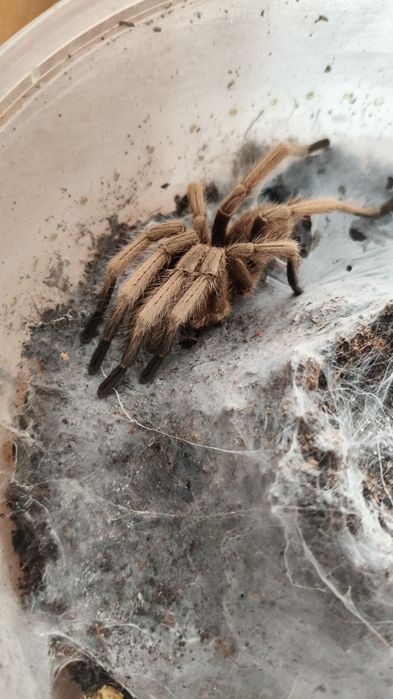 Chilobrachys huahini samiec adult