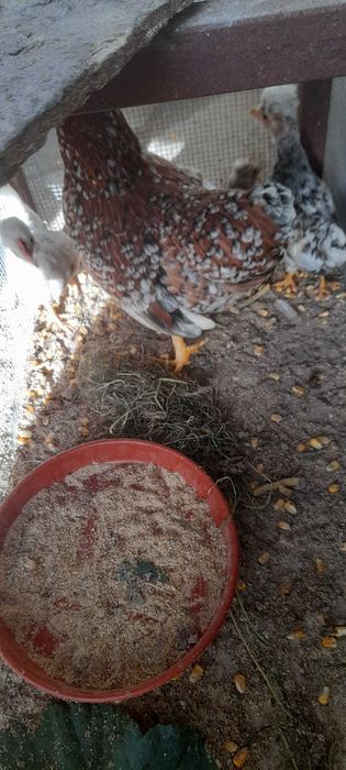 Garnizos adultos e novas