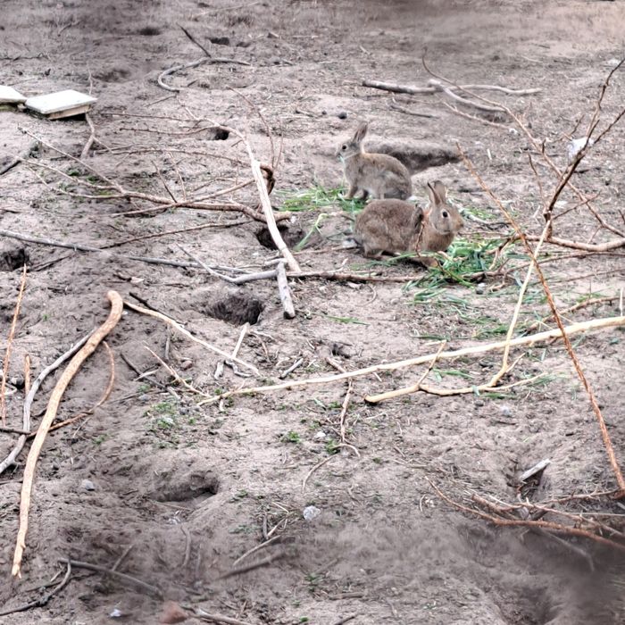 Sprzedam Króliki dzikie