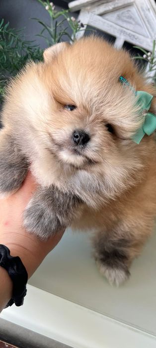 Lulu da Pomerânia. Ursinho Mini. Lop e Afixo . Russo.