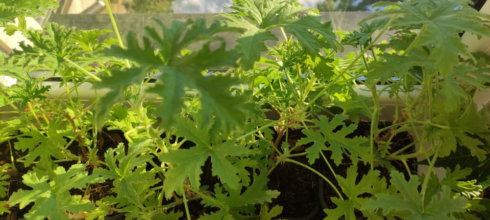 Sprzedam pelargonię pachnącą