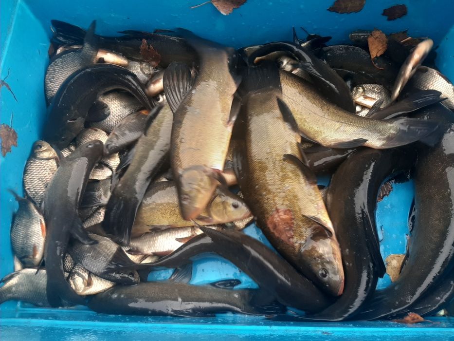 Lin kroczek różne wielkości