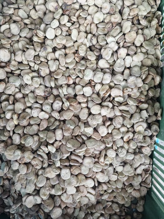 Sprzedam bób rambos