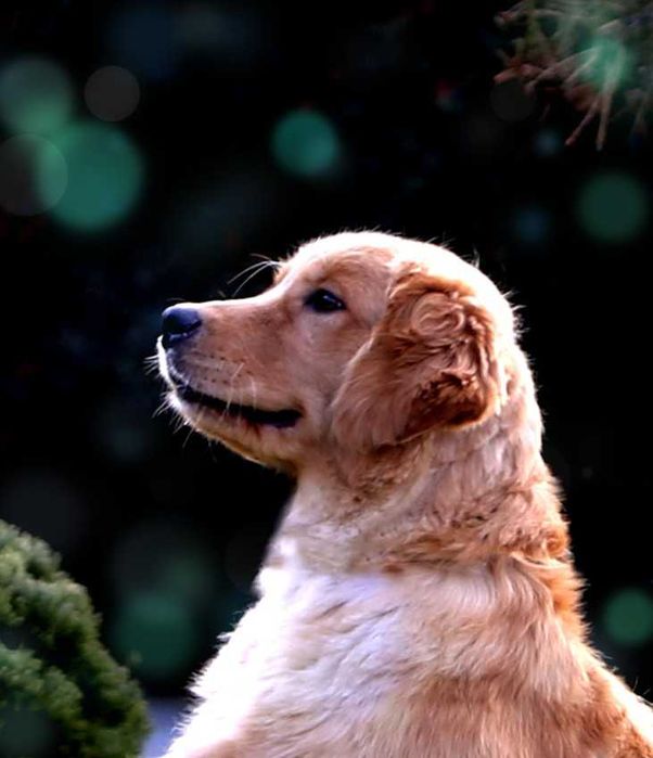 GOLDEN RETRIEVER-po champ., ciemnozłote, amerykańskie linie ZKwP/ FCI