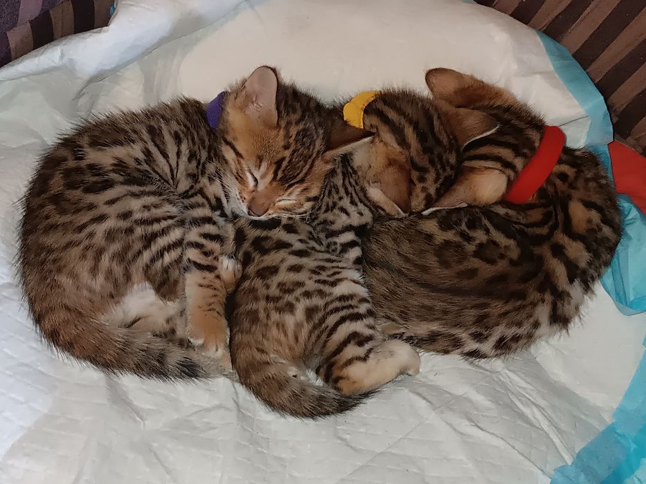 Бенгальські кошенята. Бронювання