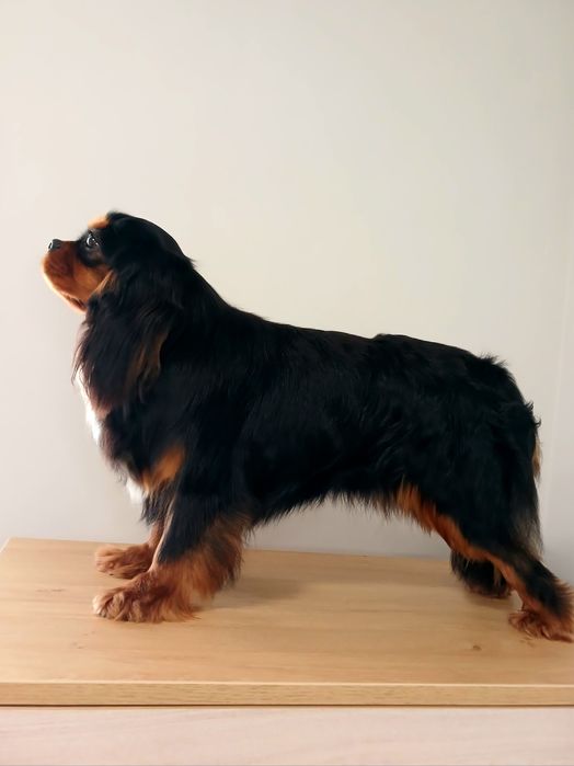 Кавалер Кінг Чарльз в'язка