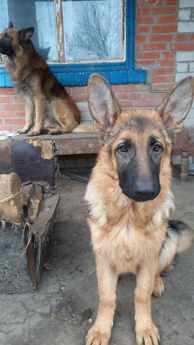 Щенки немецкой овчарки