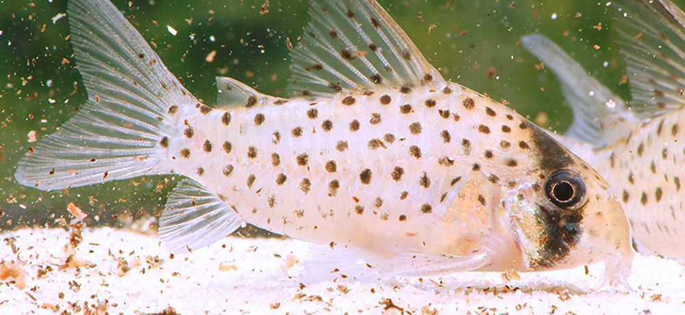 Kirysek ekwadorski - Corydoras atropersonatus - Kirys - dowóz, wysyłka