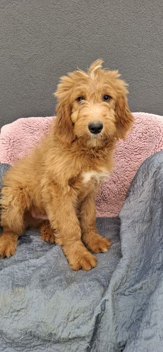 Goldendoodle f1 standard