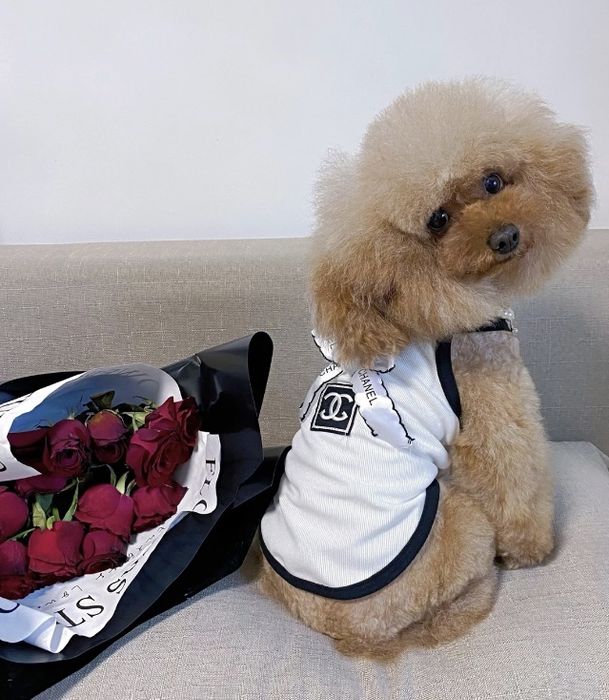 Майка для собачки або котика шанель