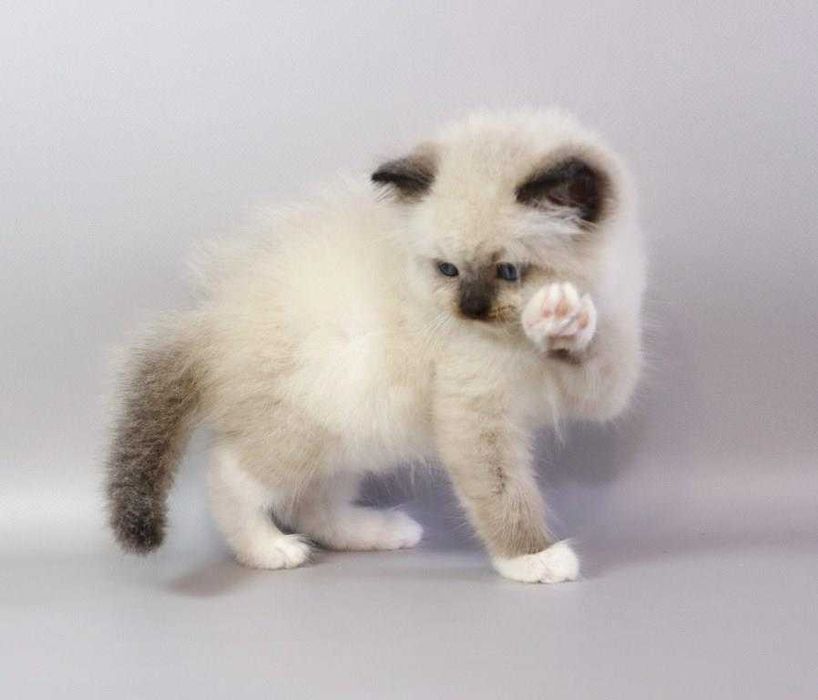 Самий ласкавий  хлопчик\\РЭГДОЛЛ/Ragdoll//