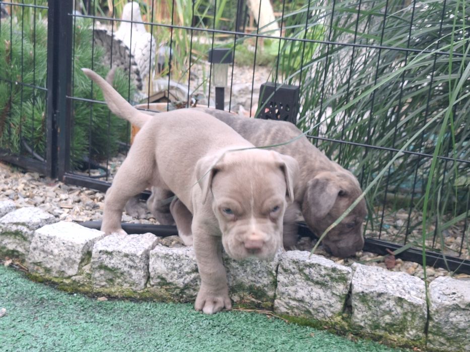American bully XL suczka  z dokumentami