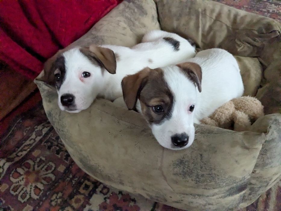 девочки в поисках семьи