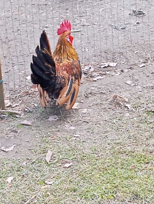 Sprzedam koguta miniaturkę