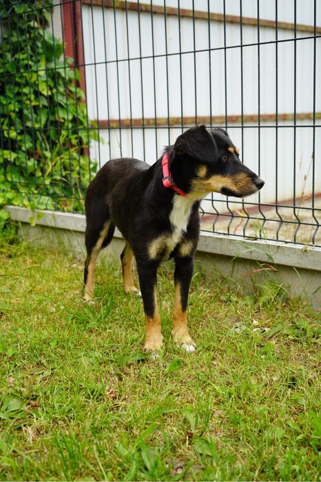 Sunia o nieprzecietnej urodzie szuka domu